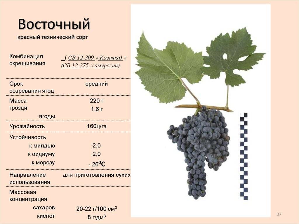 Виноград блестящий: описание сорта, фото, отзывы, характеристики и особенности выращивания