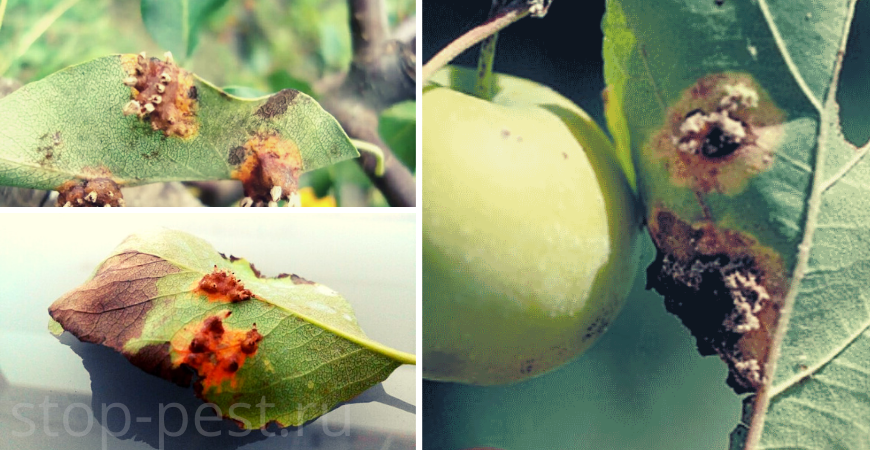 Пятна на листьях яблони ?: коричневые, бурые, черные, красные, как бороться | qlumba.com