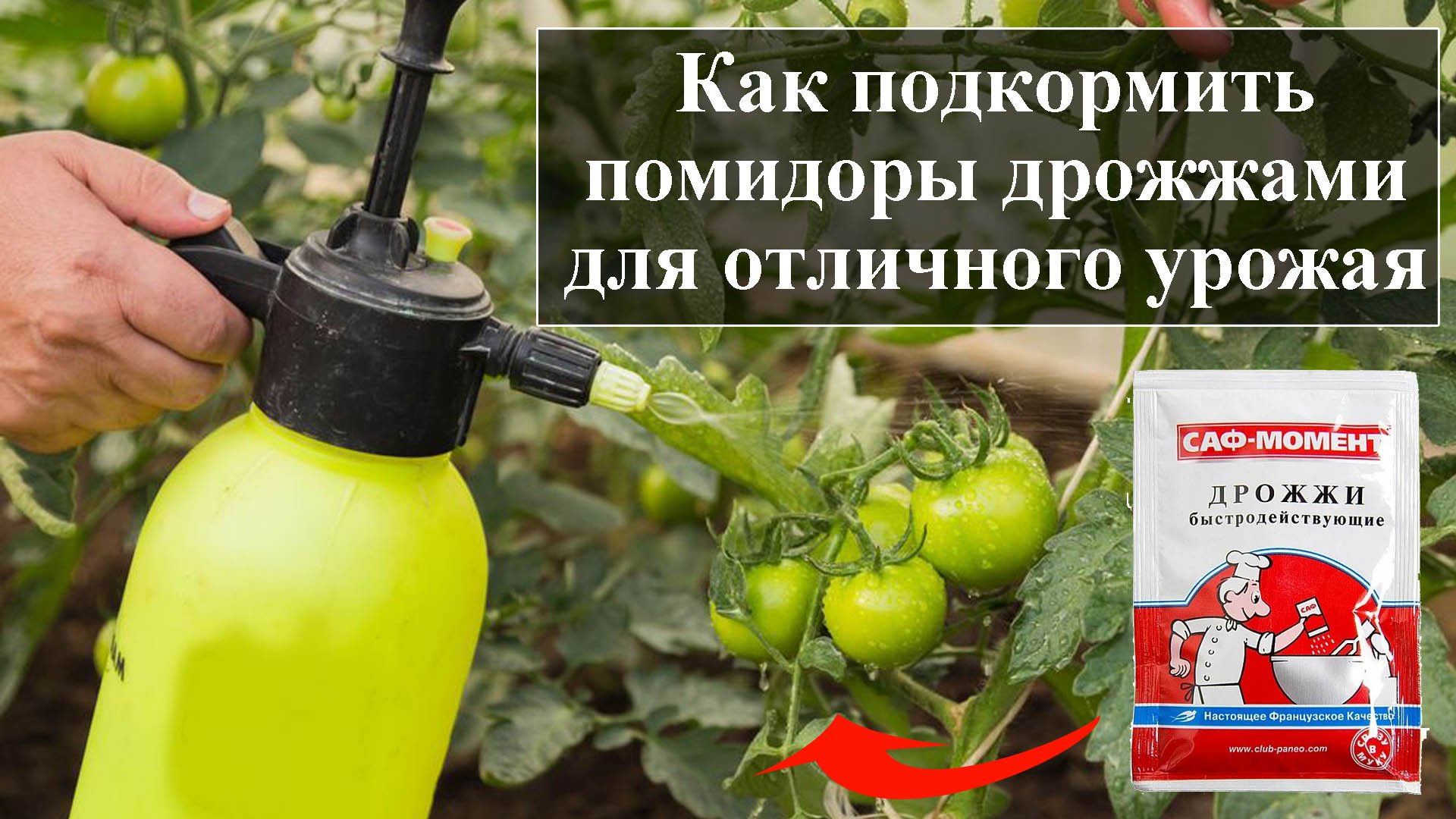 Подкормка рассады помидор дрожжами — технология внесения удобрений