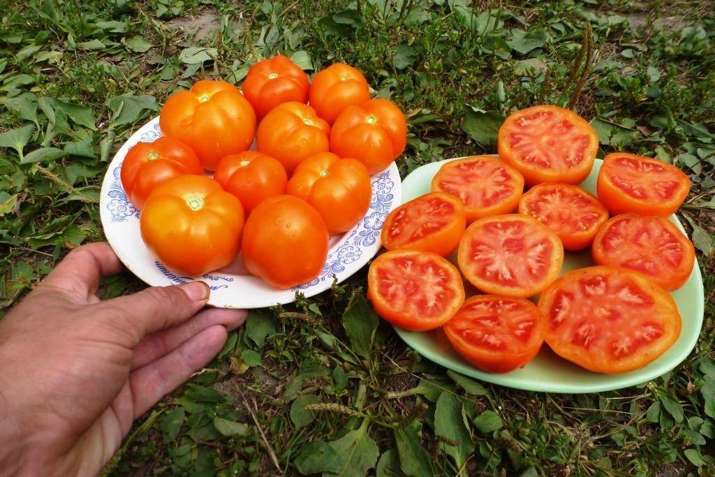 Описание гибридного томата Златова, выращивание рассады и уход за сортом