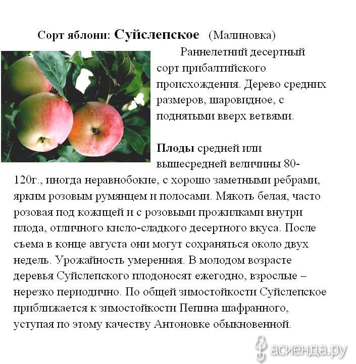 Яблоня апорт: описание сорта и фото, характеристики и особенности выращивания, болезни и вредители