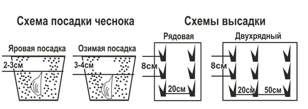 Схема подкормки озимого чеснока