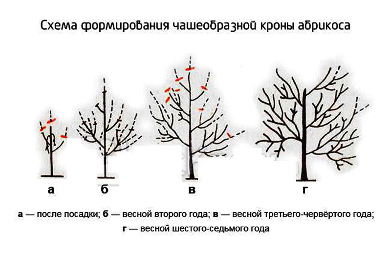 Схема посадки абрикоса в саду