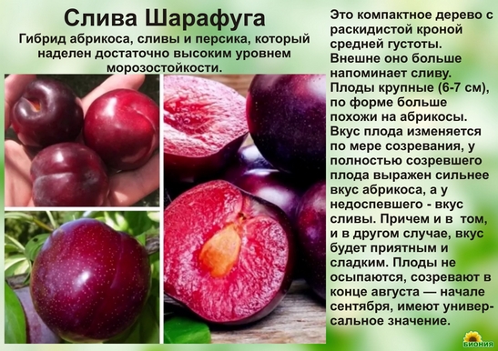 Шарафуга: что это за фрукт, история селекции, виды, достоинства, недостатки, как хранить