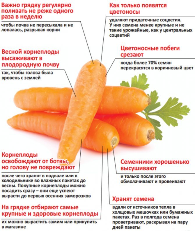 Подкормка для моркови в открытом грунте: народные средства и уход