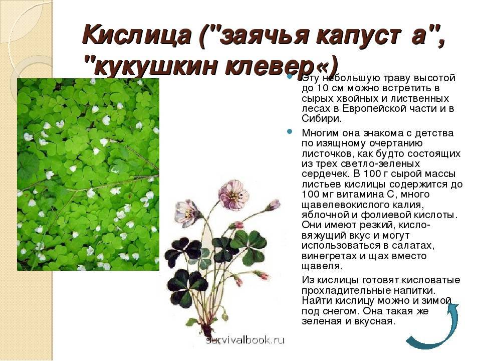 Клевер цветы полезные свойства. Кислица травянистое растение. Кислица оксалис клубненосная. Кислица и Клевер. Кислица заячья капуста.