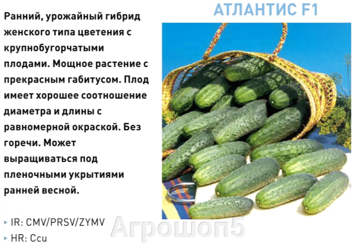 Огурцы атлантис фото