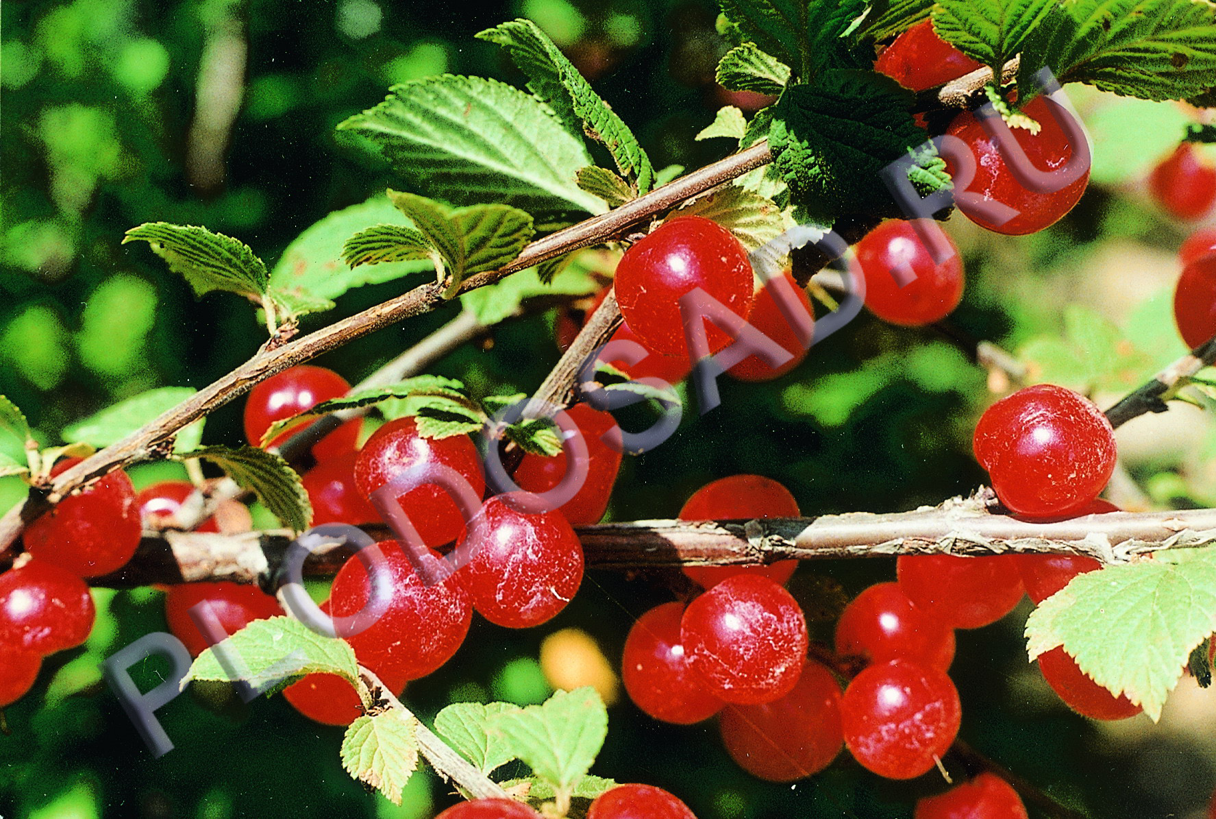 Войлочные вишни: лучшие сорта и правила выращивания