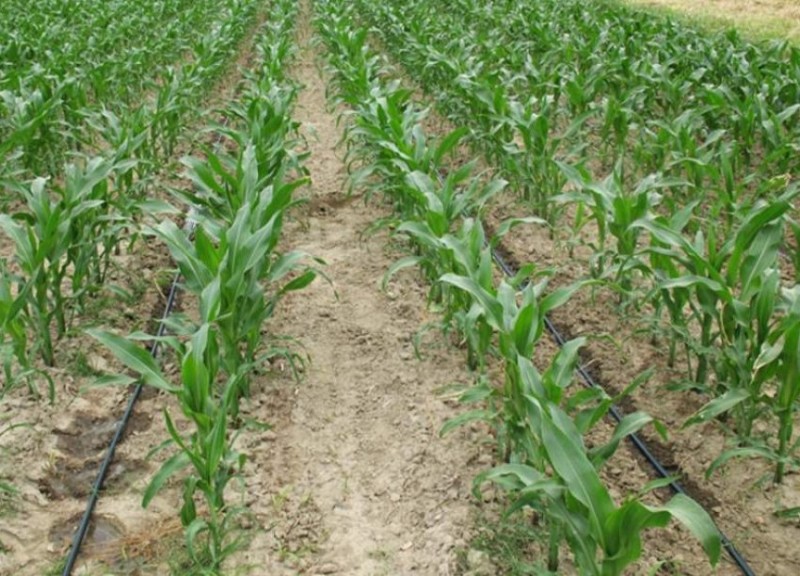 Кукуруза – выращивание и уход - сад 6 соток