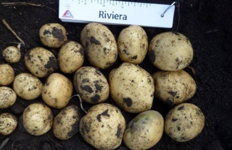 Картофель ривьера: описание и характеристика сорта, вкусовые качества, особенности выращивания, фото
