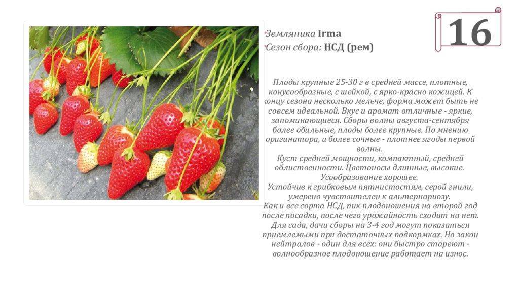 Клубника альбион: описание сорта, фото, отзывы садоводов
