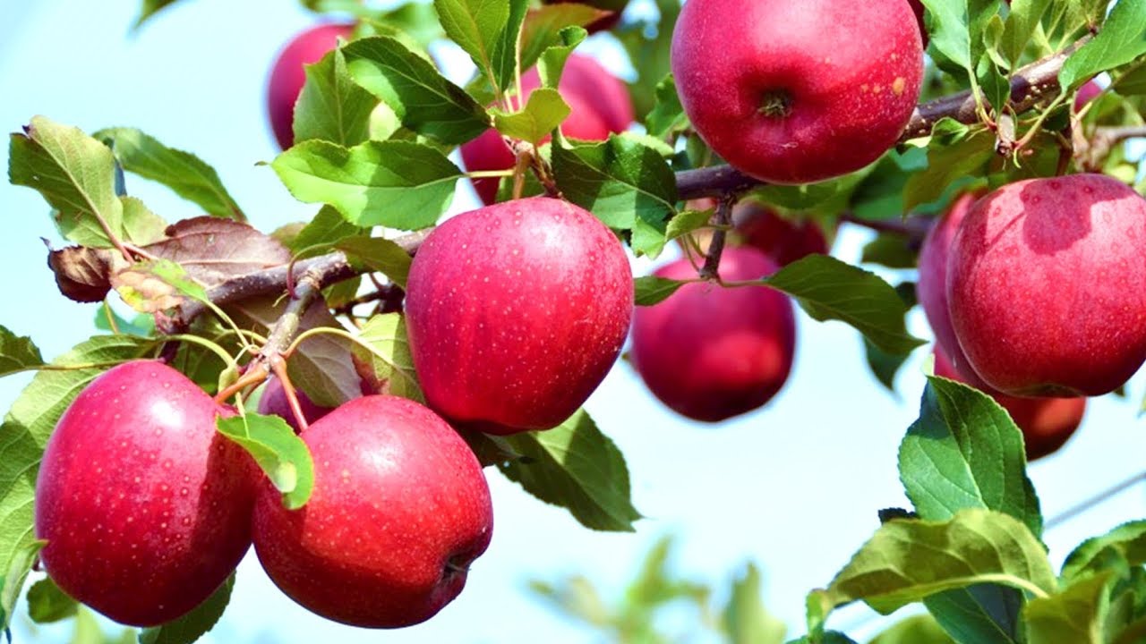 Яблоня красное ранее: описание сорта и его фото, особенности выращивания и характеристики