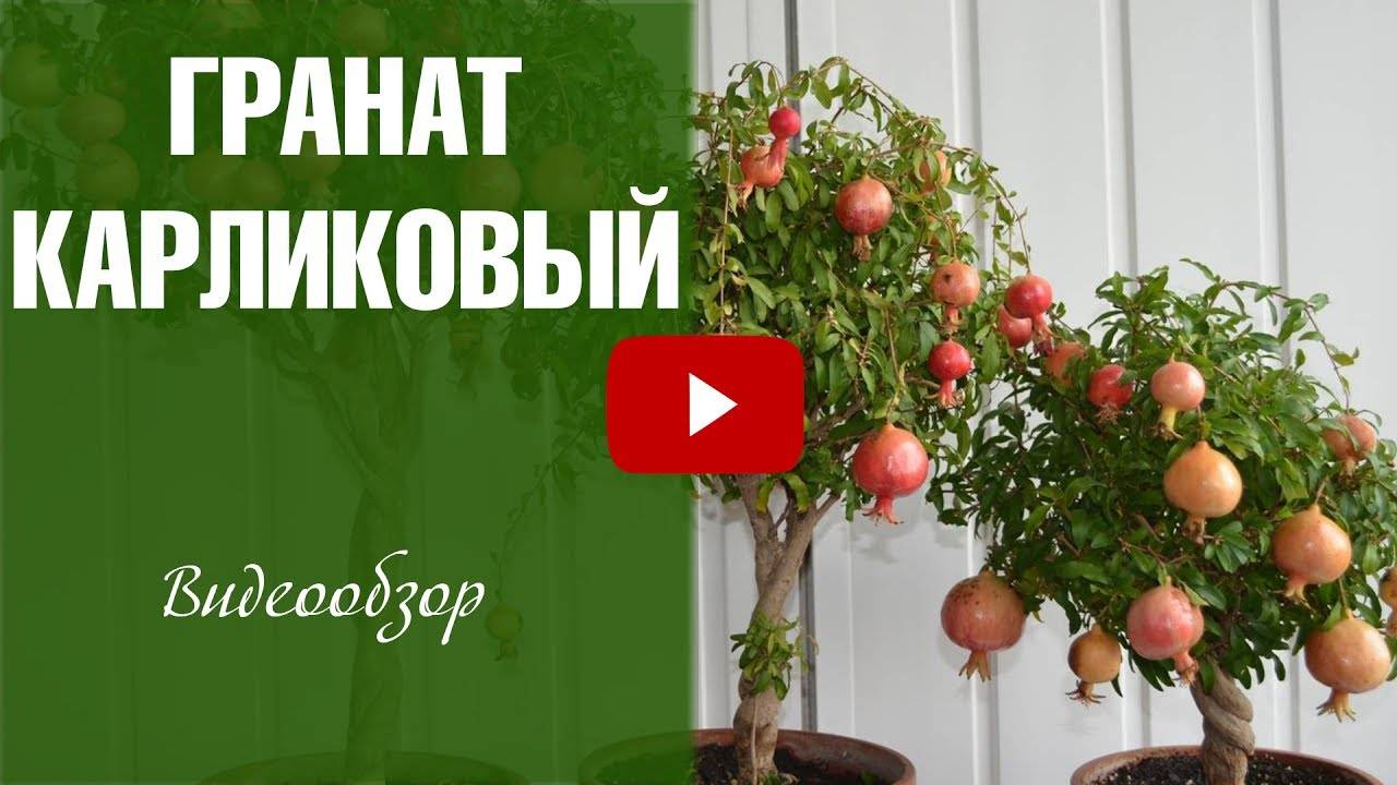 Как в домашних условиях вырастить гранат, правила ухода и обрезки