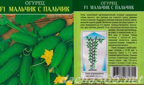 Лучшие сорта огурцов для открытого грунта