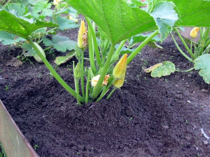 Выращивание кабачков: советы и рекомендации от садоводов