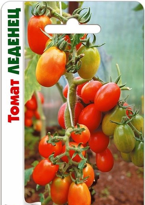 Томат леденец: характеристика и описание сорта с фото, урожайность помидора и отзывы