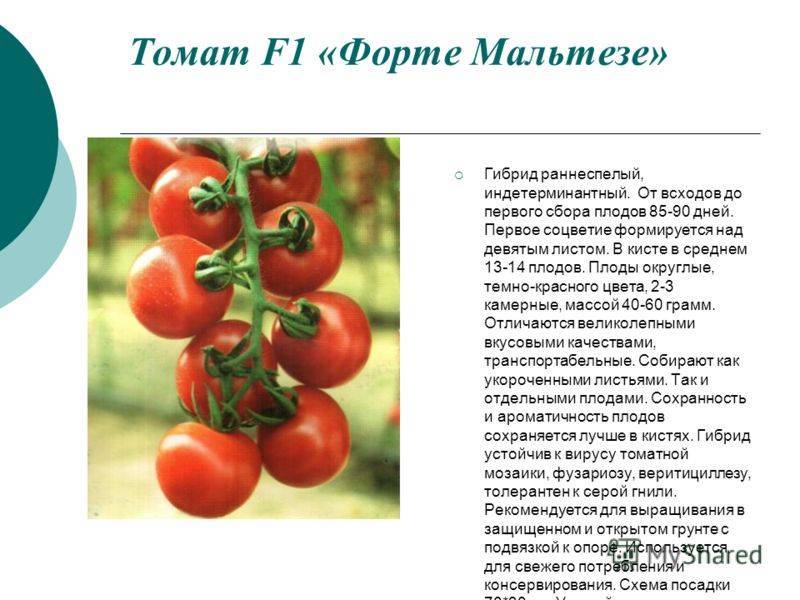 Описание томата Мелодия и особенности выращивания сорта