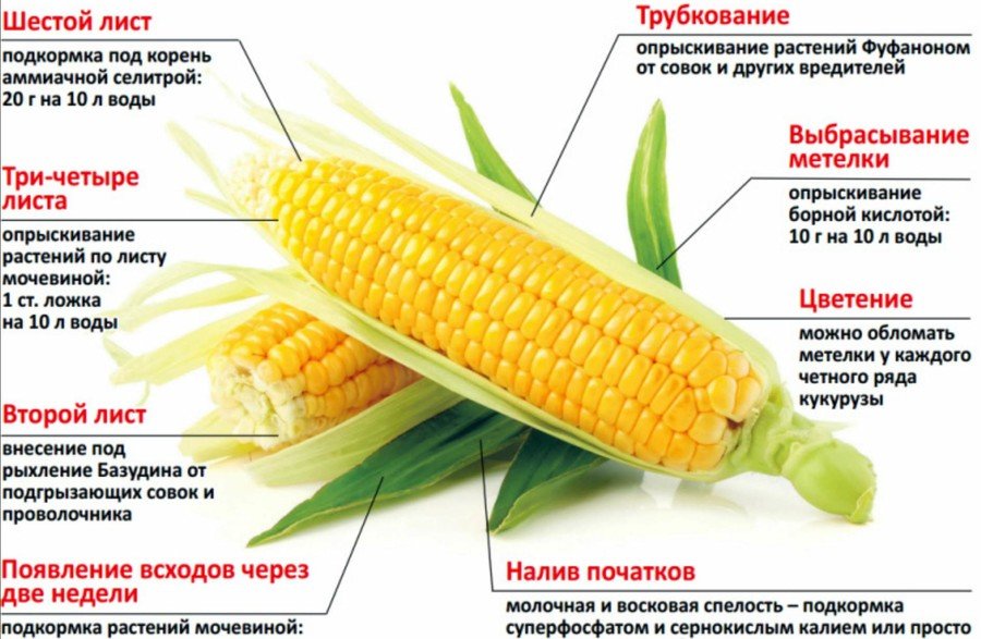 Кукуруза: выращивание из семян, посадка и уход в открытом грунте, виды и сорта, фото