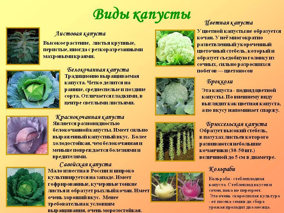 Картинки капусты описание