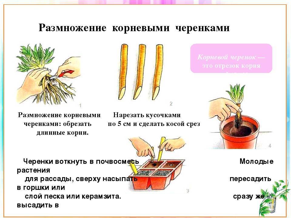 Как вырастить из семян хризантему в домашних условиях