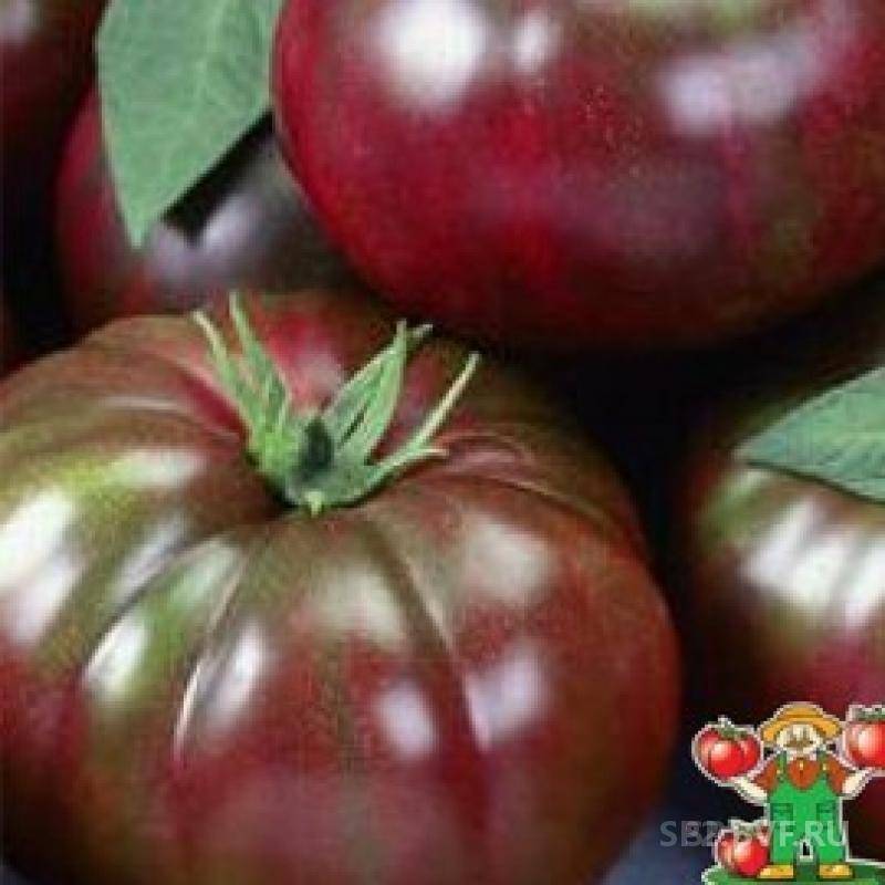 Зефир в шоколаде - томат высокой урожайности: описание сорта, фото