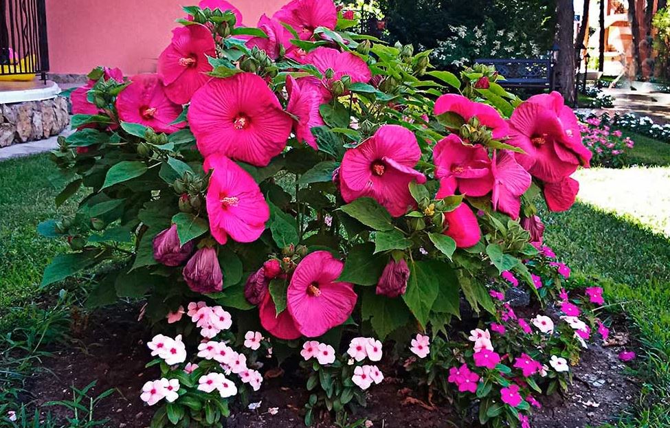 Гибискус садовый (сирийский): посадка и уход в открытом грунте, особенности выращивания