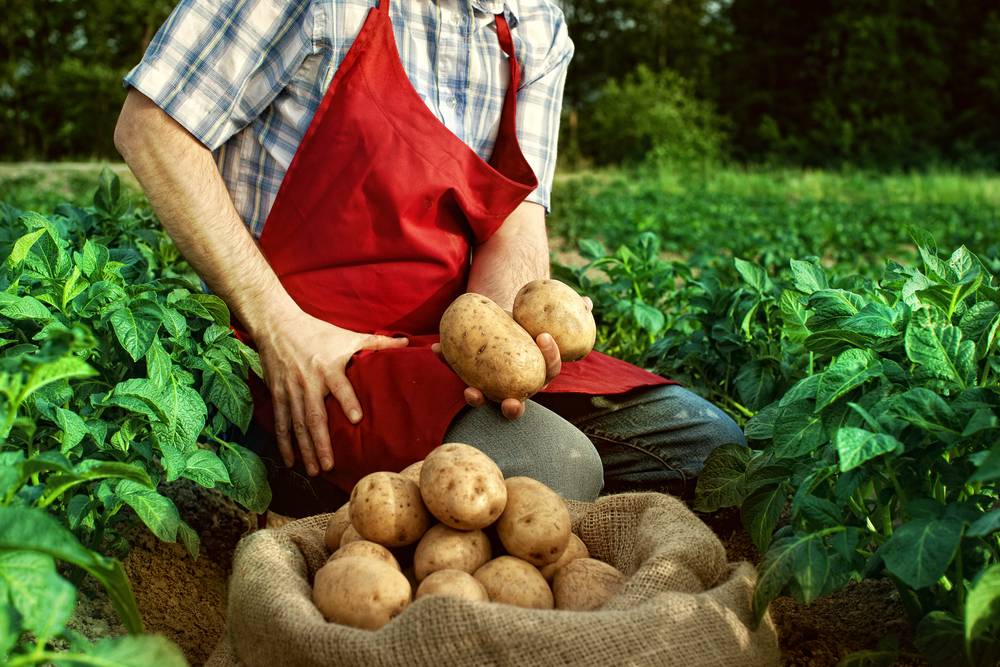 Как в дождливое лето спасти картофель, правила посадки, ухода и сбора урожая