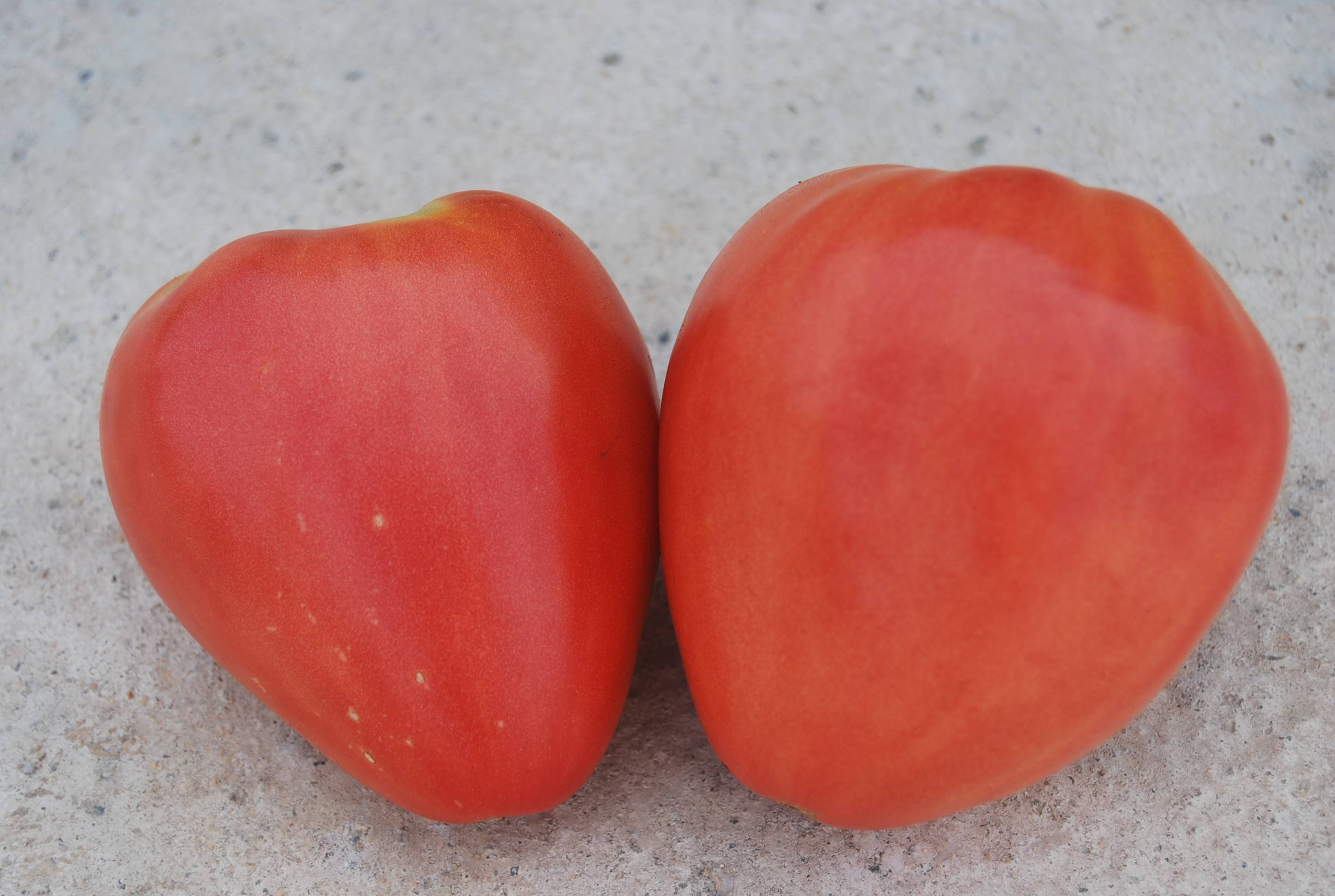 Интересный и нетребовательный томат «воловьи уши»: описание сорта и фото