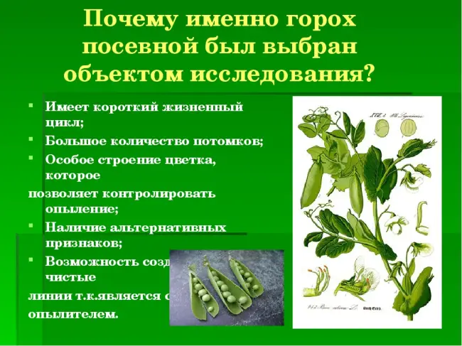 Горох - это овощ или фрукт, к какому семейству относится культура (2021)