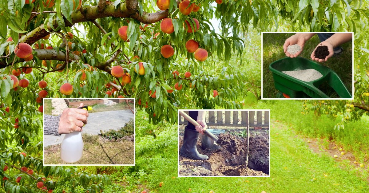 Сорта персиков для подмосковья: лучшие сорта - кремлевский, мичуринский, где растут и когда созревают в средней полосе, посадка саженцев осенью, выращивание