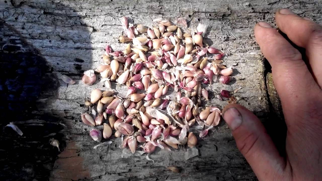 Технология выращивания озимого и ярового чеснока из зубков и семян (бульбочек) в открытом грунте: посадка и уход