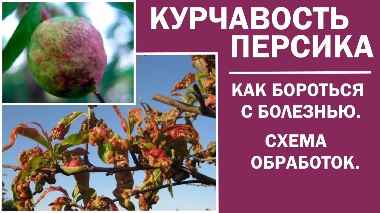 Схема обработки персика