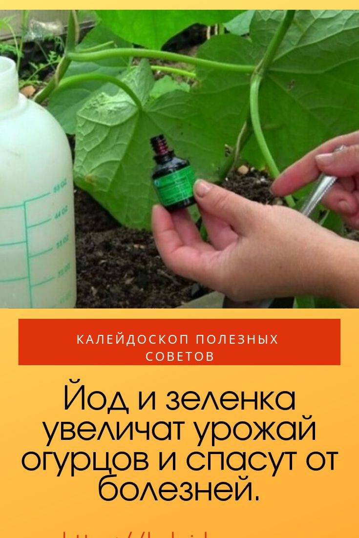 Зеленка для огурцов и помидоров: рекомендации по применению