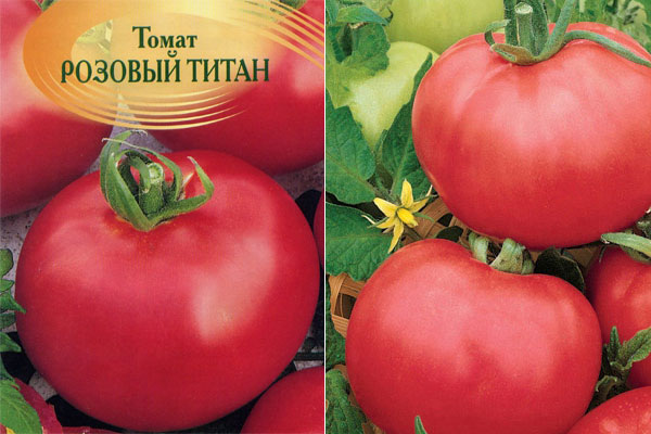 Томат титан: отзывы, фото, урожайность сорта, характеристика, посадка и уход