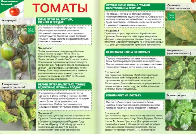 Опрыскивание томатов: чем опрыскать и опрыскивать помидоры от болезней и вредителей