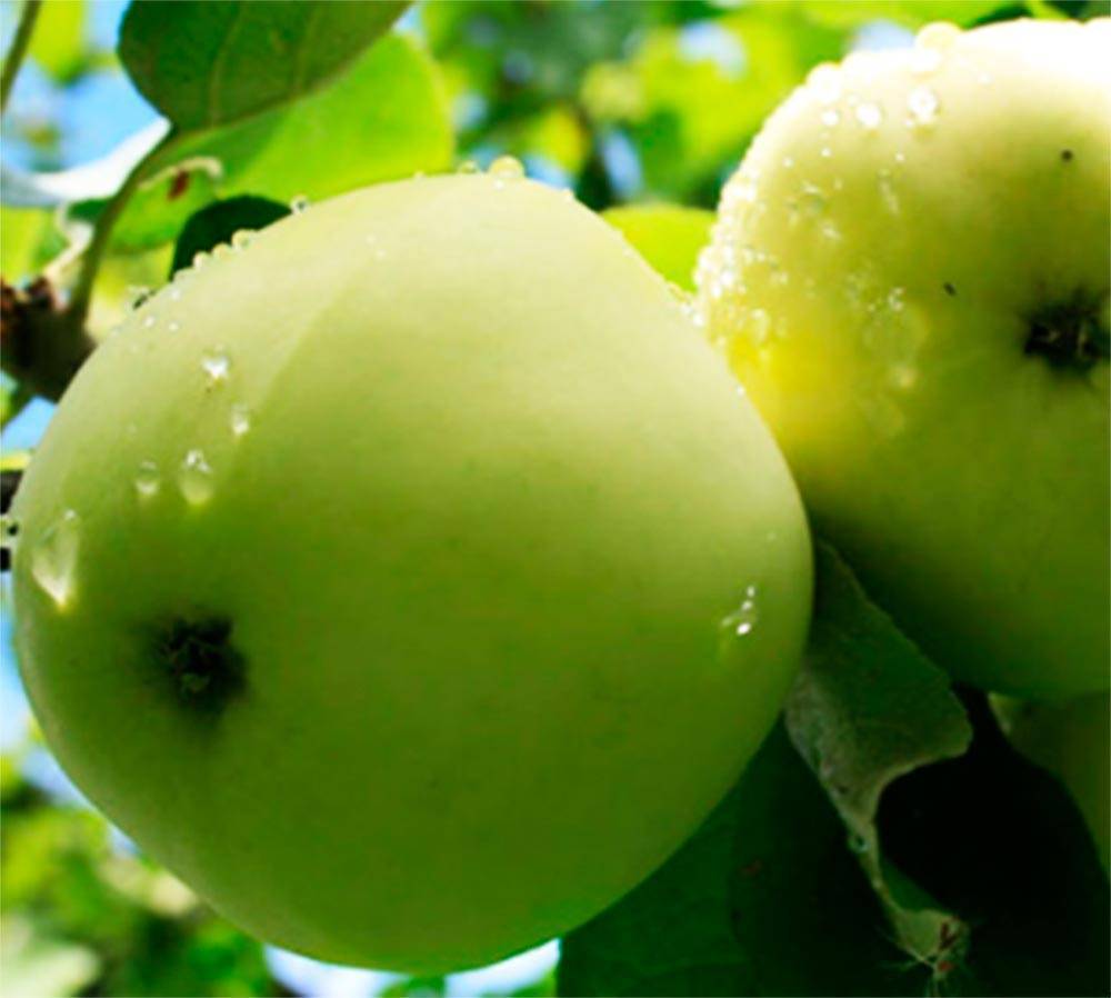 Яблоки семеренко: описание и характеристики сорта, польза и вред, выращивание