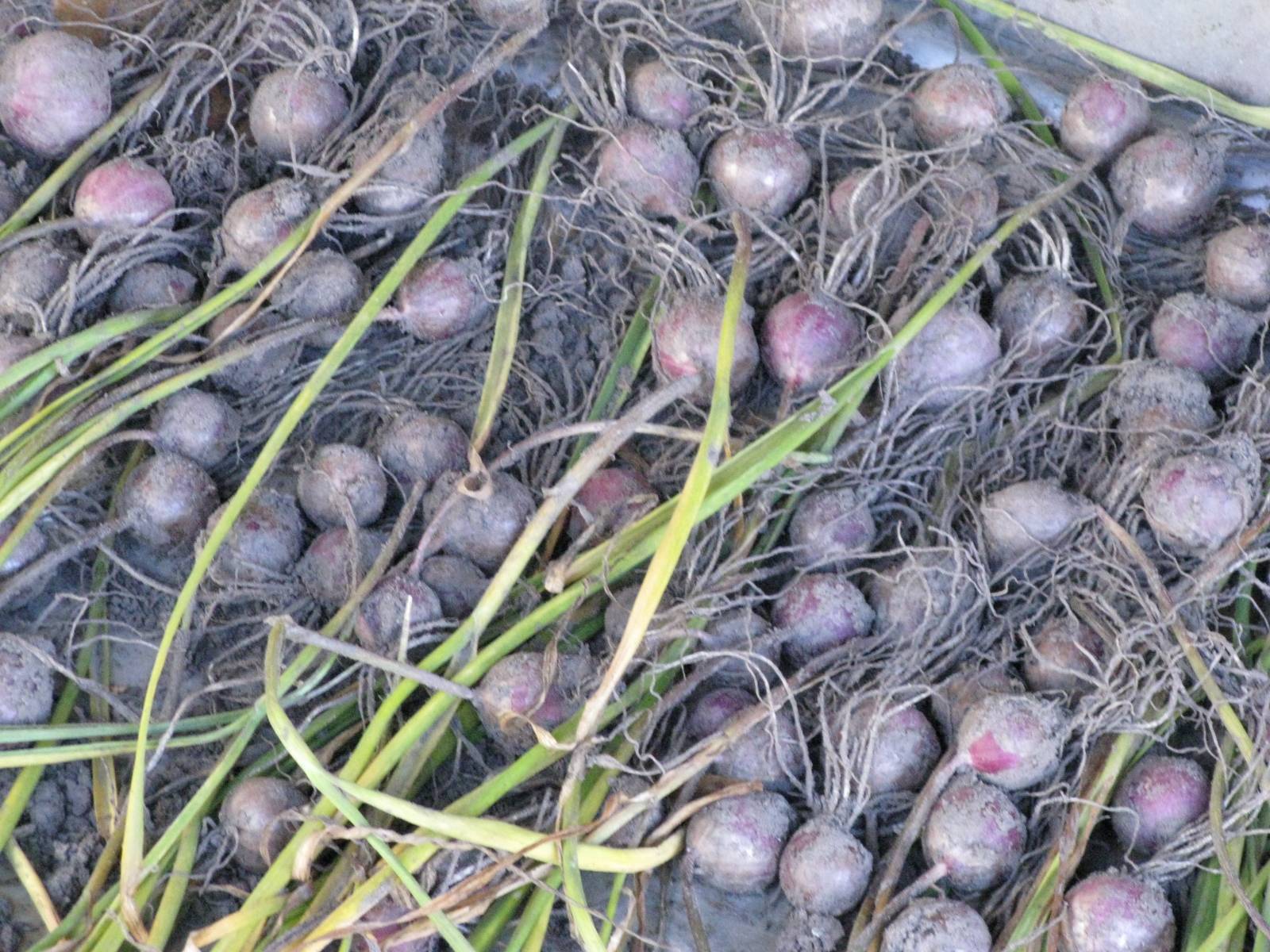 Посадка и выращивание чеснока из бульбочек в открытом грунте, уход и сбор урожая
