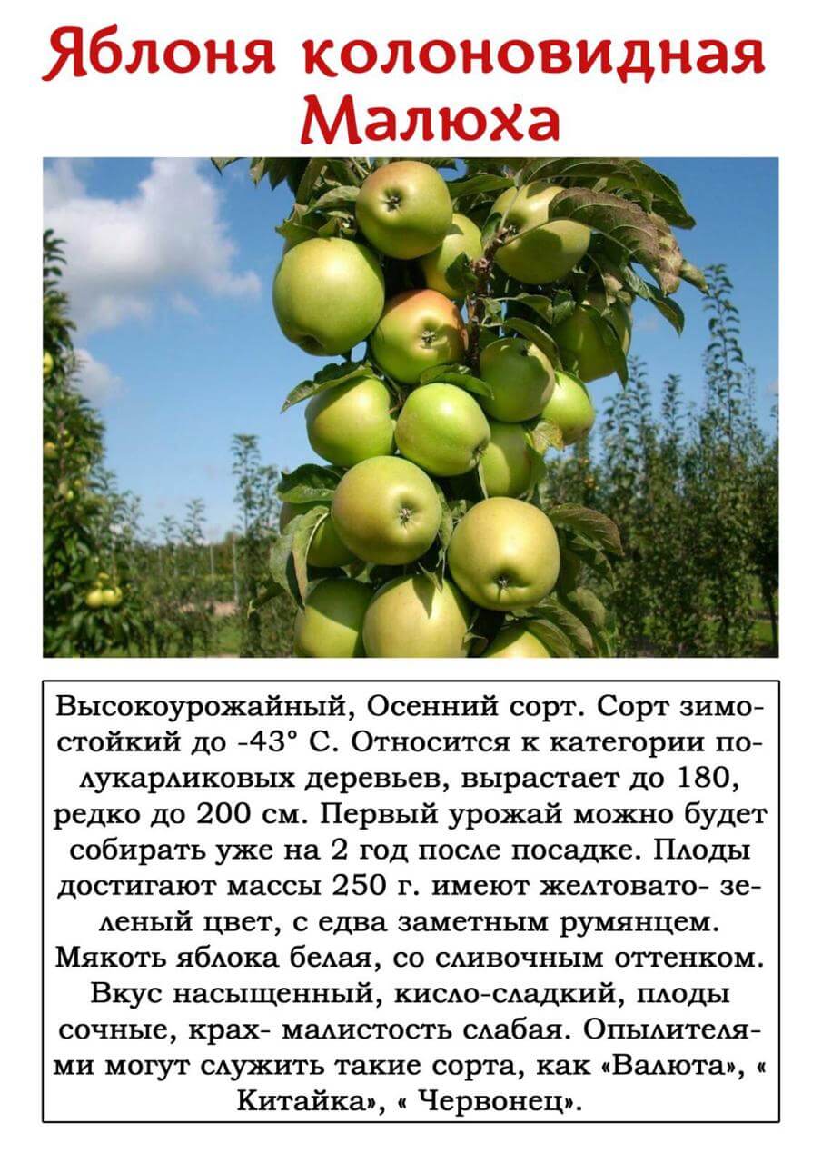 Яблоня колоновидная московское ожерелье: описание и характеристики сорта, выращивание