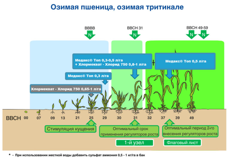 Удобрение кукурузы: чем подкормить лучше всего до и после посева, на зерно, в июне, июле и августе