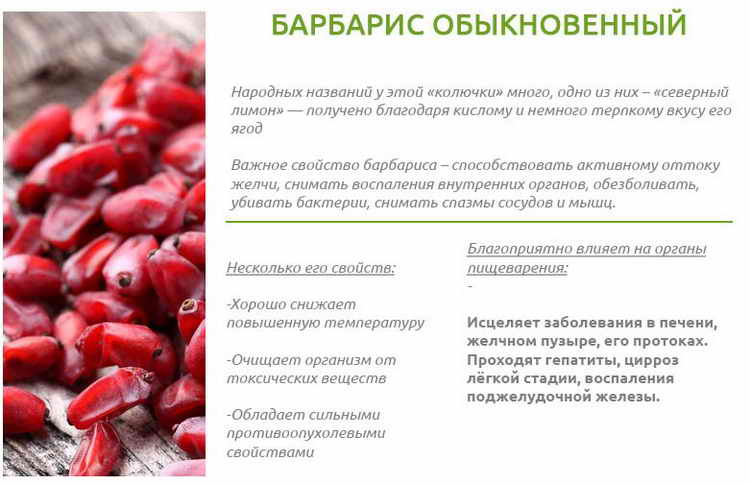 Полезные свойства и противопоказания плодов барбариса, правила применения