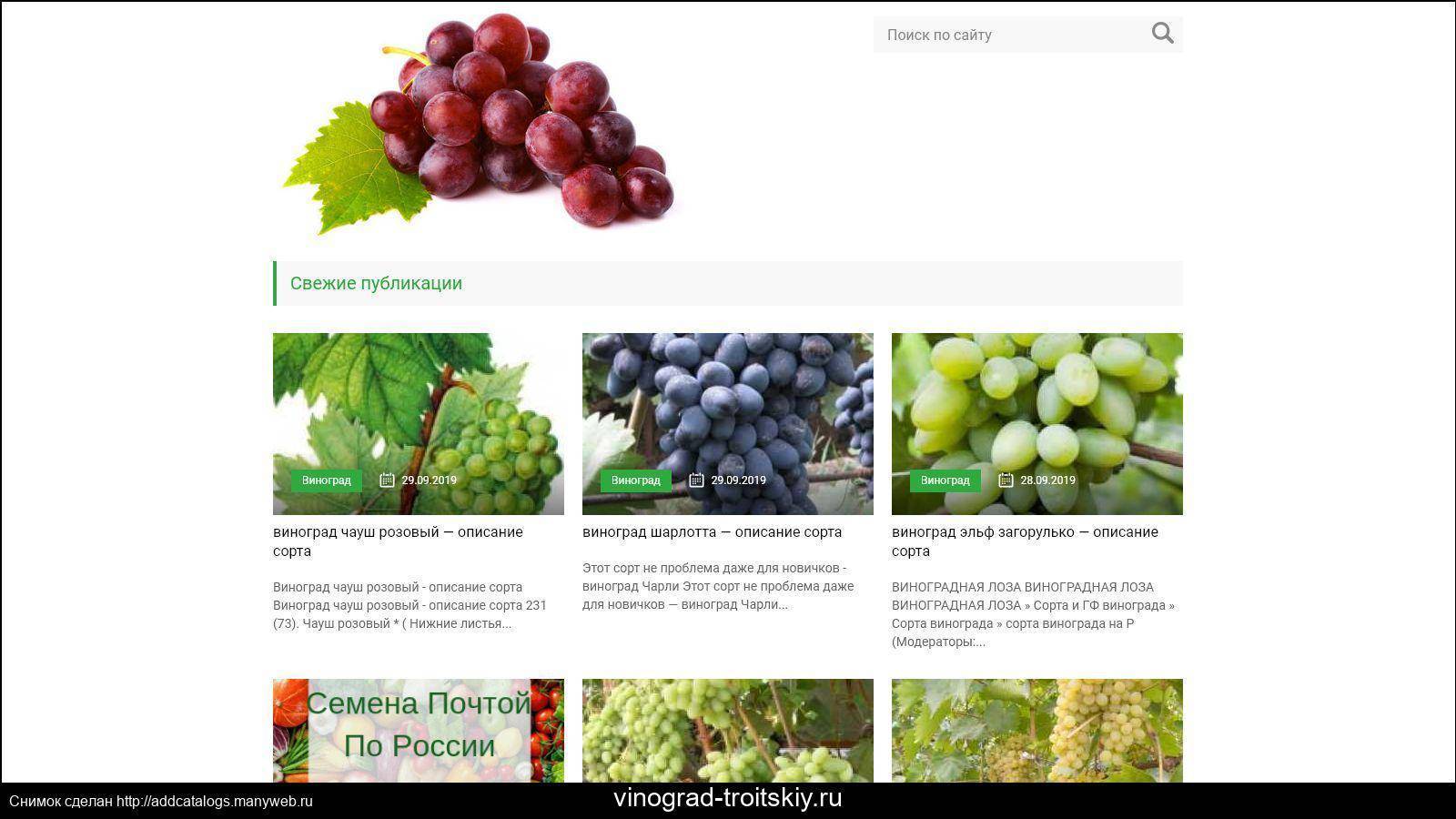 Сорт гелиос — новый столовый виноград