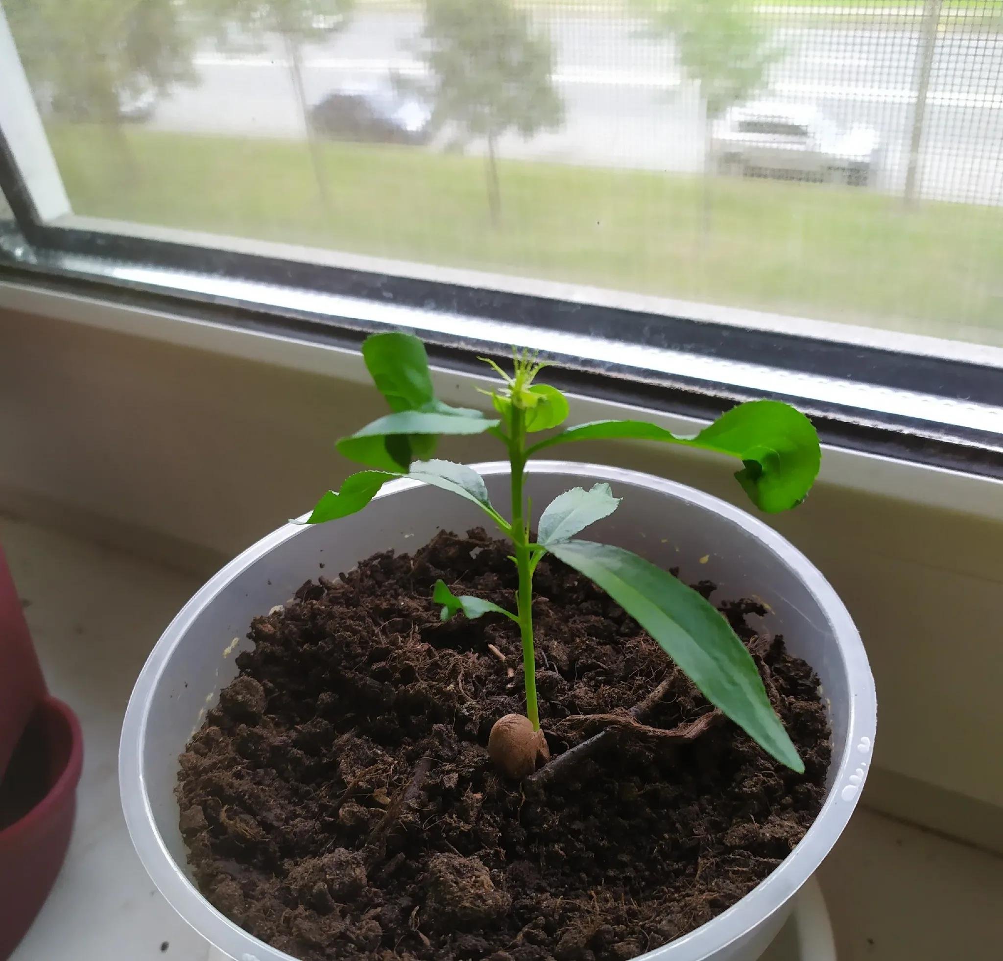 Посадка и выращивание персика из косточки в домашних условиях и открытом грунте
