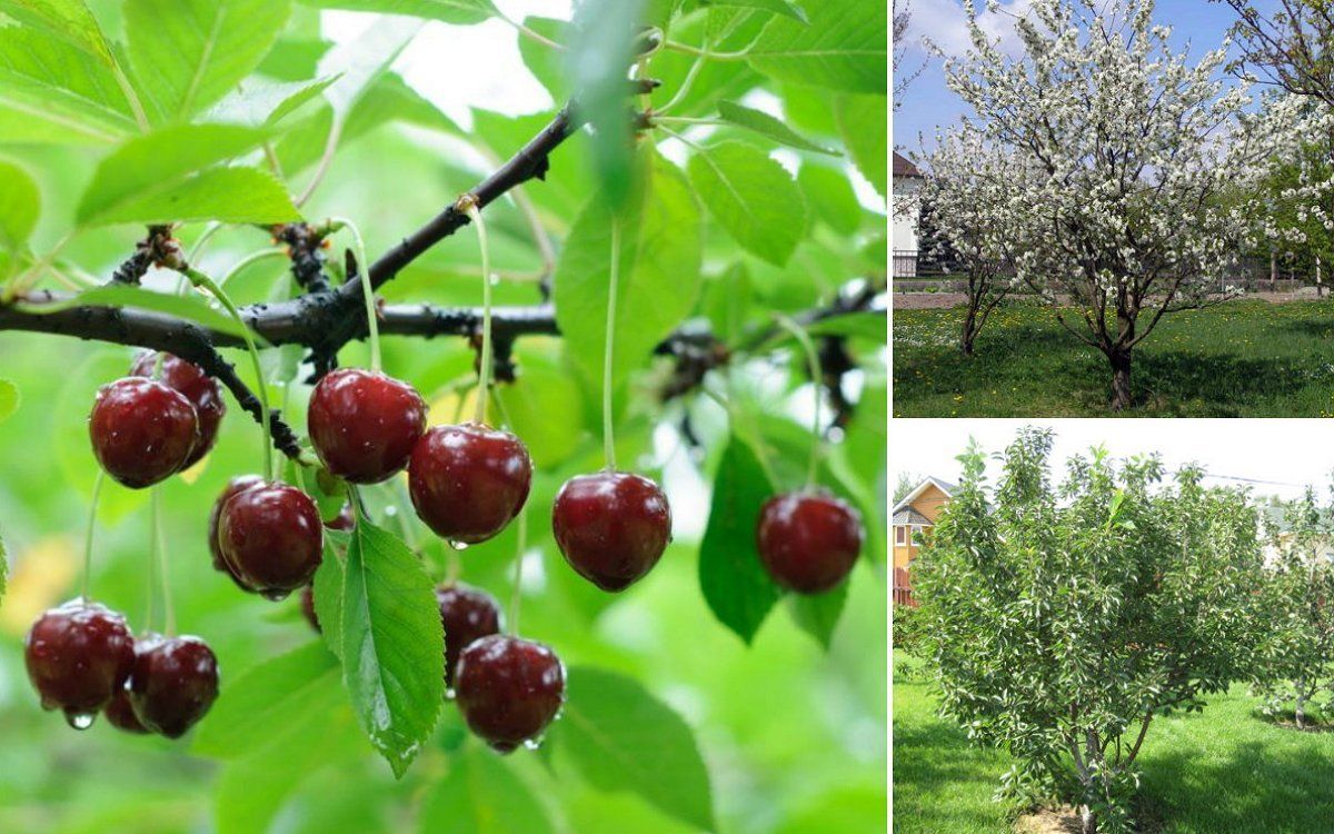 6 главных причин почему не плодоносит вишня