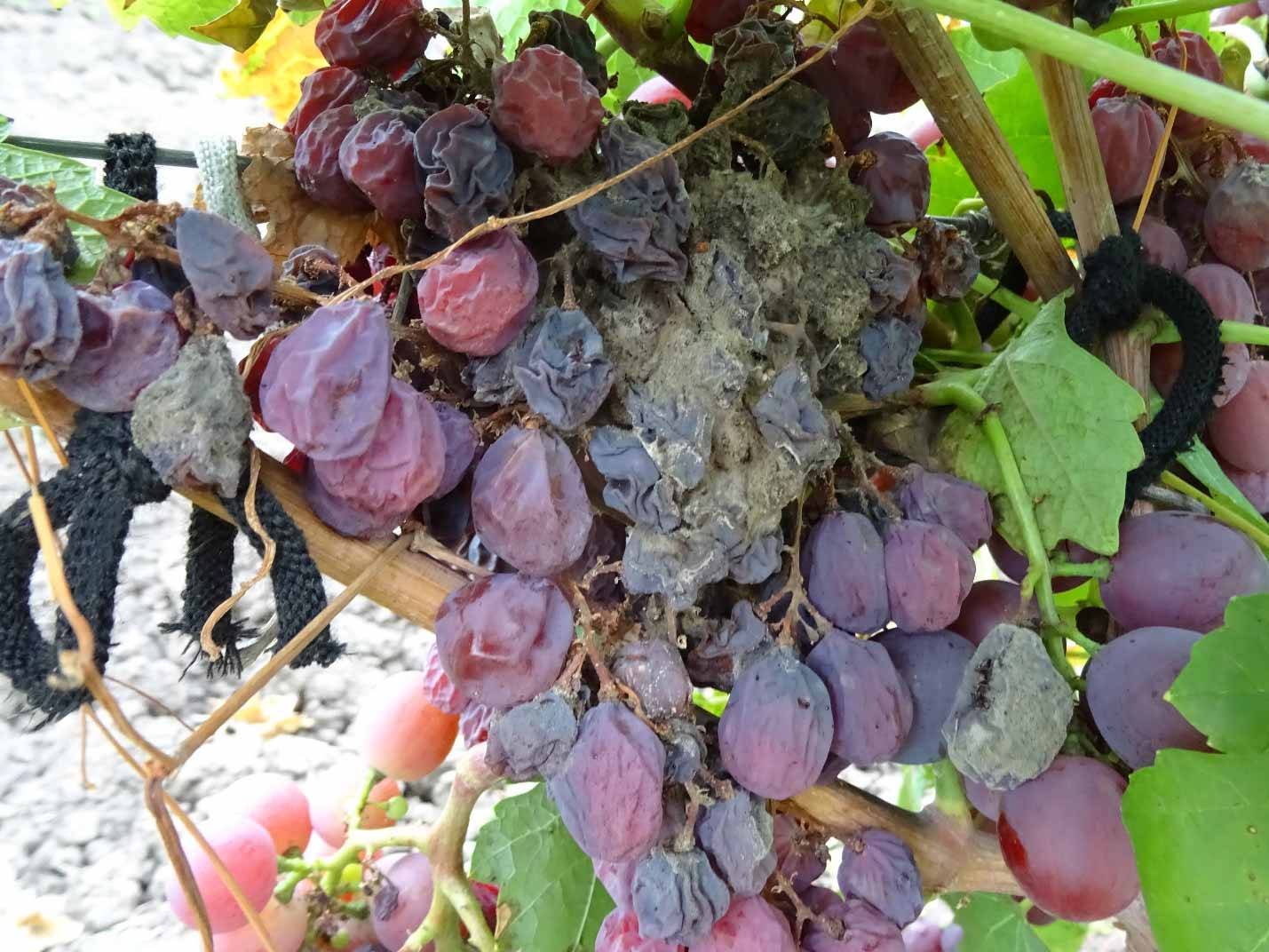 Атос: описание сорта винограда, выращивание, отзывы