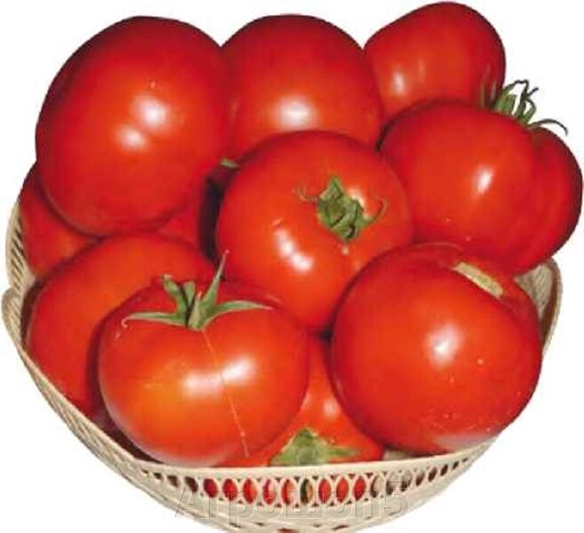 Можно ли собирать семена с гибридов томатов