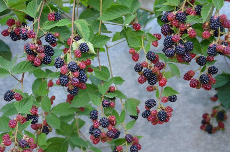 Ежевика торнфри: описание и тонкости выращивания