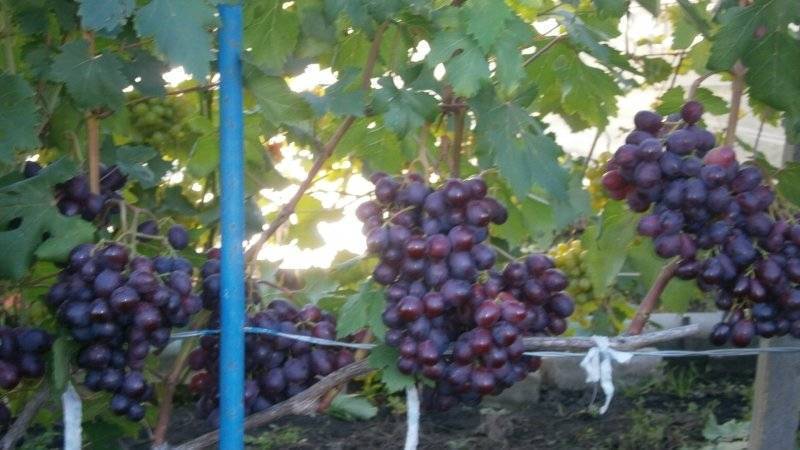 Виноград заря несветая: описание сорта, правила посадки и советы по уходу