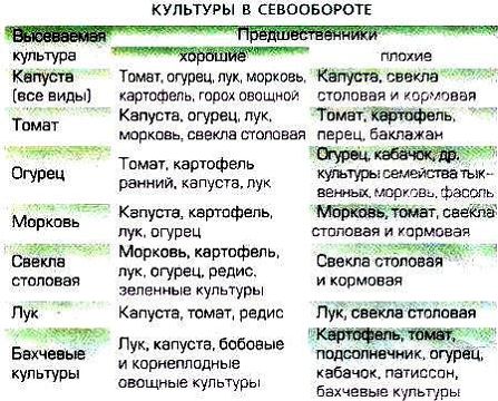 Что лучше посадить после огурцов в открытом грунте