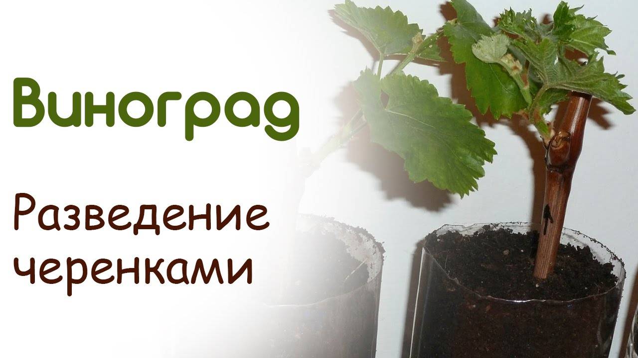 Выращивание винограда из черенков – сайт о винограде и вине