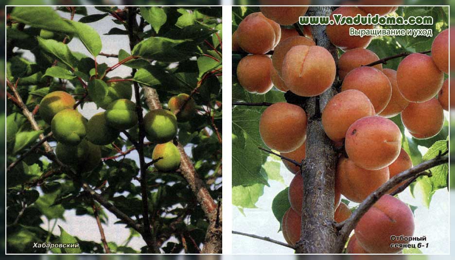 Выращивание абрикоса в сибири лучшие зимостойкие сорта посадка и уход с видео